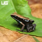 ug_Bronze_Mantella_4.jpg