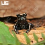 ug_Bronze_Mantella_2.jpg