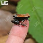 ug_Bronze_Mantella_1.jpg