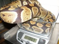 0.1 genetic granite (1).jpg 0.1 genetic granite (1).jpg