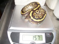 0.1 mojave.jpg 0.1 mojave.jpg