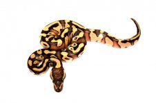 2011-enchi-mojave-may28 005.jpg