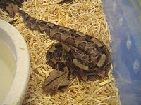 snakes2.jpg
