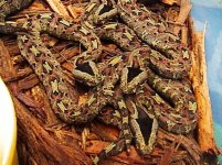 snakes3.jpg