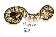 2011-Mojave-females1-2 005.jpg