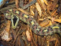 snakes4.jpg