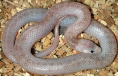 Leucistic4.jpg