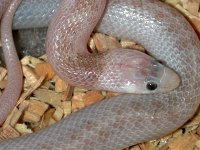 Leucistic1.jpg