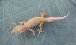 gecko5.jpg