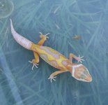 gecko9a.jpg