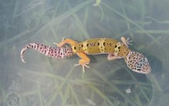gecko10.jpg