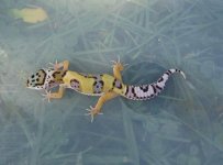 gecko3.jpg