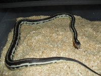 widestripecalimay8.JPG