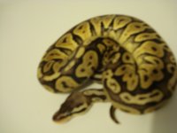 my snakes ###11111 167.jpg