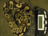 my snakes ###11111 177.jpg