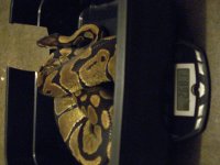 my snakes ###11111 176.jpg