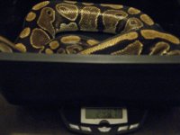 my snakes ###11111 173.jpg