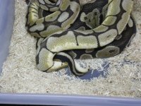 IMGP1467.jpg