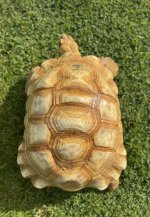 Ivory6.jpg