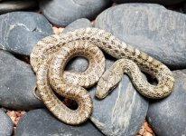Kunashir hatchling.jpg