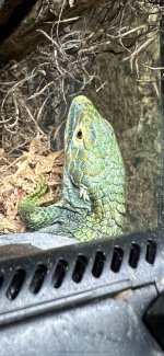 IMG_4497.jpg