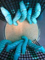 hornworms.jpg