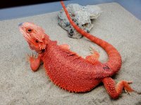 Trans Het Hypo Male #2-BK, 20-270, $1500-$1000 - Copy.jpg