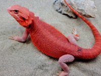 Hypotrans Female #X-BK, 17-210, $1600-$1100 - Copy.jpg