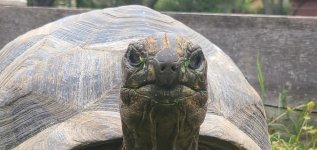 Aldabra A7.jpg