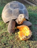 Aldabra A5.jpg