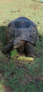 Aldabra A8.jpg