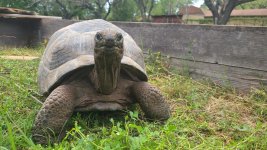 Aldabra A6.jpg