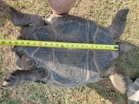 Aldabra A9.jpg