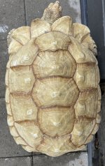 Ivory3.jpg