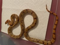 IMG_0454.jpg