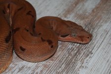 DSC_0561.jpg
