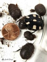 domino_roach_therea_petiveriana_-3-17b371fe.jpg