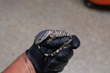 IMG_4688.jpg