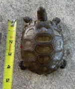 brown2__76379.jpg