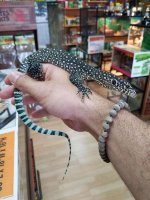 blue tail.jpg