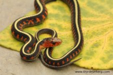 Oregon Red-spotted Garter Snake_1531.jpg
