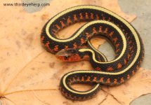 Oregon Red-spotted Garter Snake_1538.jpg