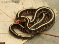 Oregon Red-spotted Garter Snake_1446.jpg