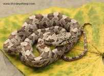 Gray Rat Snake M_1511.jpg