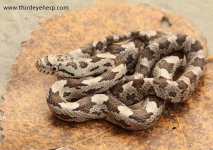 Gray Rat Snake M_1516.jpg