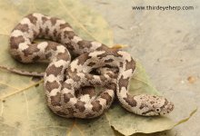 Gray Rat Snake F_1525.jpg