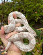 06 White Oaks Gray Rat Snake_9039.jpg