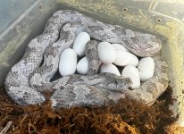 02 Gray Rat Snake_2280.jpg