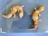 IMG_2199.jpg