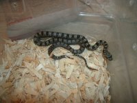 Baird's Rat #1 BSR CBB2023 female.JPG